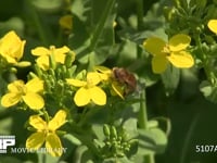 ミツバチ 菜の花を訪れる