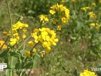 ミツバチ 菜の花を訪れる