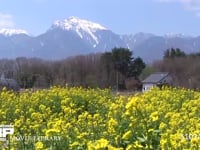 菜の花と甲斐駒ヶ岳 