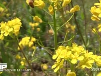 ミツバチ 菜の花を訪れる