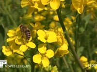 ニホンミツバチ 菜の花を訪れる