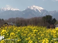 菜の花と甲斐駒ヶ岳 