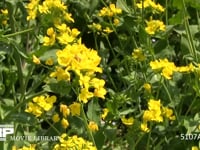 ミツバチ 菜の花を訪れる