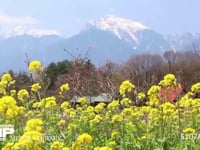 菜の花と甲斐駒ヶ岳 