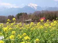 菜の花と甲斐駒ヶ岳 