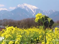 菜の花と甲斐駒ヶ岳 