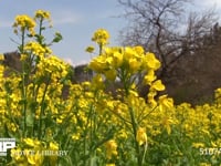 菜の花 