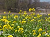 モンシロチョウ 菜の花畑の中を飛ぶ　止まる時は産卵、休む、吸蜜など