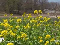 モンシロチョウ 菜の花畑の中を飛ぶ　止まる時は産卵、休む、吸蜜など