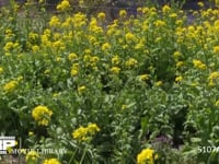 モンシロチョウ 菜の花畑の中を飛ぶ　止まる時は産卵、休む、吸蜜など