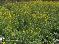 モンシロチョウ 菜の花畑の中を飛ぶ　止まる時は産卵、休む、吸蜜など