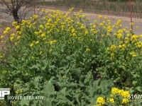 モンシロチョウ 菜の花畑の中を飛ぶ　止まる時は産卵、休む、吸蜜など