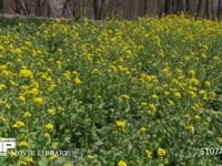 モンシロチョウ 菜の花畑の中を飛ぶ　止まる時は産卵、休む、吸蜜など