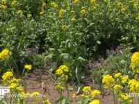 モンシロチョウ 菜の花畑の中を飛ぶ　止まる時は産卵、休む、吸蜜など