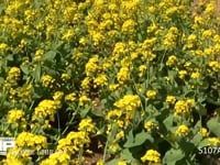 モンシロチョウ 菜の花畑の中を飛ぶ　止まる時は産卵、休む、吸蜜など