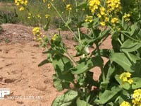 モンシロチョウ 菜の花畑の中を飛ぶ　止まる時は産卵、休む、吸蜜など