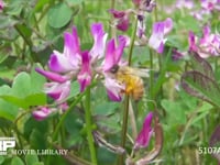 ミツバチ レンゲ訪花