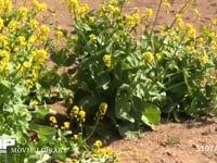 モンシロチョウ 菜の花畑の中を飛ぶ　止まる時は産卵、休む、吸蜜など