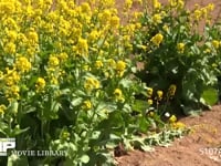 モンシロチョウ 菜の花畑の中を飛ぶ　止まる時は産卵、休む、吸蜜など