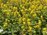 モンシロチョウ 菜の花畑の中を飛ぶ　止まる時は産卵、休む、吸蜜など