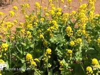 モンシロチョウ 菜の花畑の中を飛ぶ　止まる時は産卵、休む、吸蜜など