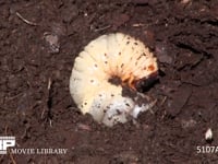 カブトムシ幼虫 終齢幼虫