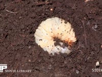 カブトムシ幼虫 終齢幼虫