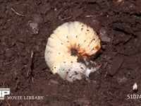 カブトムシ幼虫 終齢幼虫