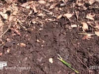 カブトムシ幼虫 堆肥の中から掘り出す