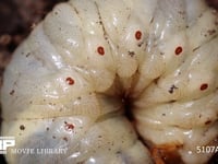 カブトムシ幼虫　気門 