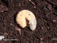 カブトムシ幼虫 