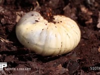 カブトムシ幼虫　背脈管 （昆虫の心臓）