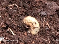 カブトムシ幼虫 堆肥から掘り出した幼虫