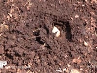 カブトムシ幼虫 堆肥の中に潜ろうとする（20倍速）