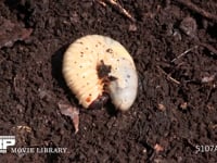 カブトムシ幼虫 堆肥の中に潜ろうとする（10倍速）