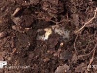 カブトムシ幼虫 堆肥から掘り出した幼虫　サンプルは40倍速　元動画は22分54秒