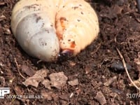 カブトムシ幼虫 