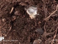 カブトムシ幼虫 堆肥に潜る　２０倍速