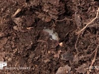 カブトムシ幼虫 堆肥に潜る　１０倍速