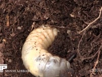 カブトムシ幼虫 堆肥に潜りながら糞をする