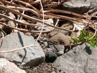 ハンミョウ ミチオシエ　河原を歩く