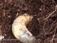 カブトムシ幼虫 堆肥に潜りながら糞をする