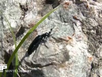 ヒメツチハンミョウ ハンミョウとは別の仲間　体内にカンタリジンを含む　毒虫