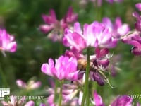 ミツバチ レンゲ訪花