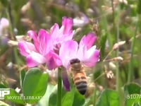 ミツバチ レンゲ訪花