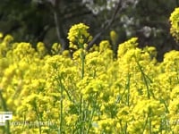 ミツバチ 菜の花訪花