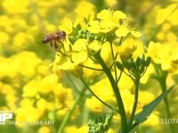 ミツバチ 菜の花訪花