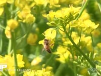 ミツバチ 菜の花訪花