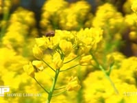 ミツバチ 菜の花訪花