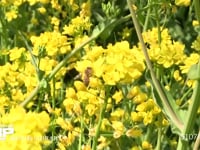 ミツバチ 菜の花訪花